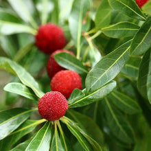 Load image into Gallery viewer, Bayberry