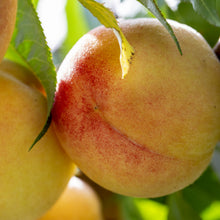 Load image into Gallery viewer, Georgia Peach