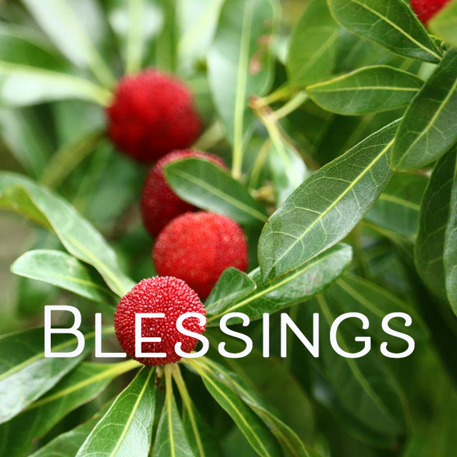 Bayberry Blessings