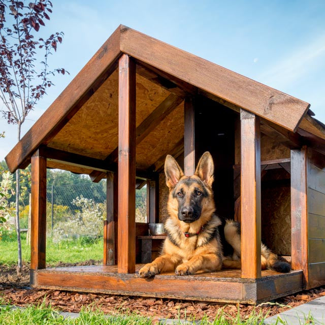 Dog House