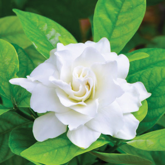 Gardenia Bloom