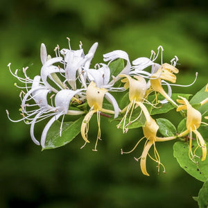 Wild Honeysuckle