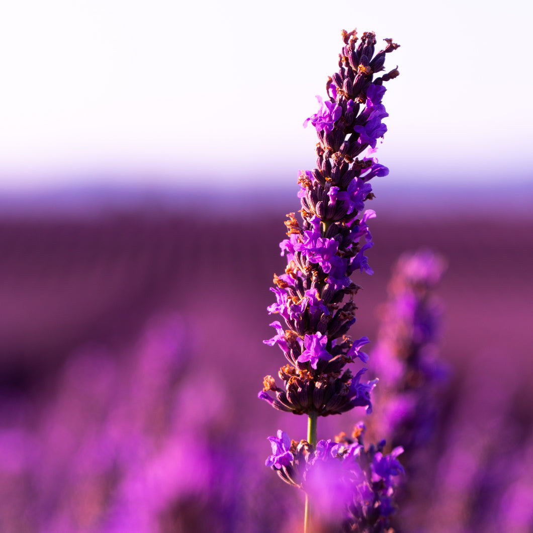 Lavender Fields